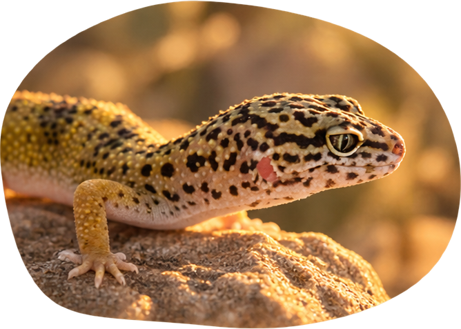 Bandit, our leopard gecko, resting on a sunlit rock