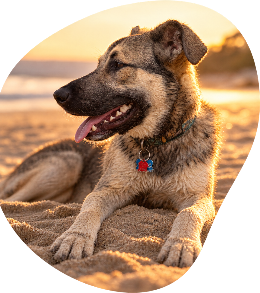 Bodie, our dog, lying on the sand in warm golden-hour light